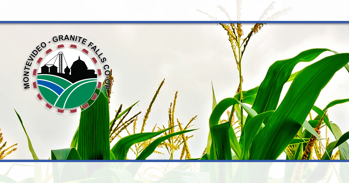 Stations Montevideo Cenex Montevideo, MN